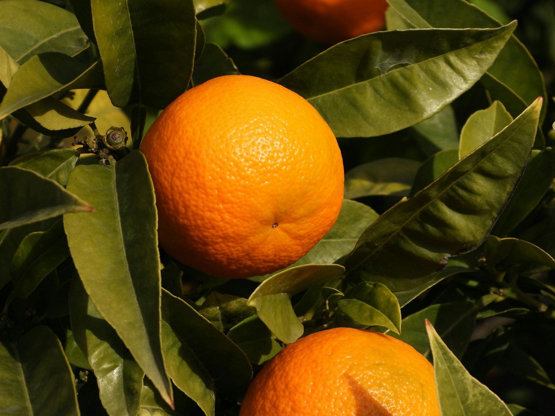 Having oranges for breakfast can boost your overall health (Image by Lulucmy/Unsplash)